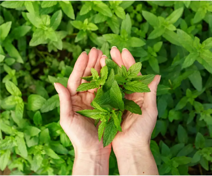 Ayurvedic supplement products manufacturing